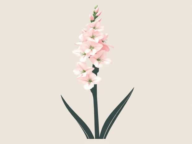 My Gladiolus Are Not Blooming