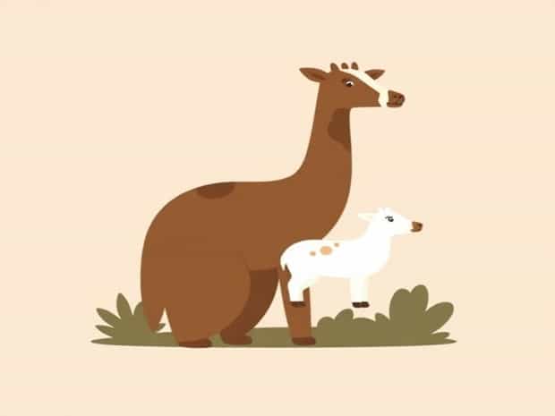 The Panamanian Petting Zoo