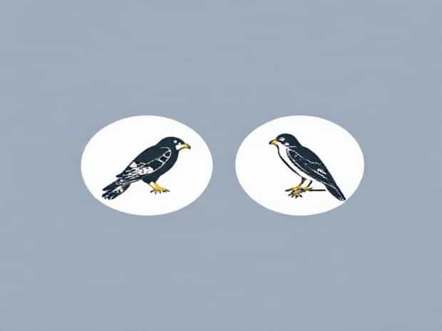Difference Between Sparrowhawk And Peregrine Falcon