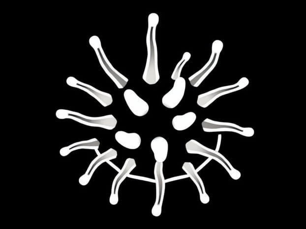 Does An Echinoderm Have A Backbone