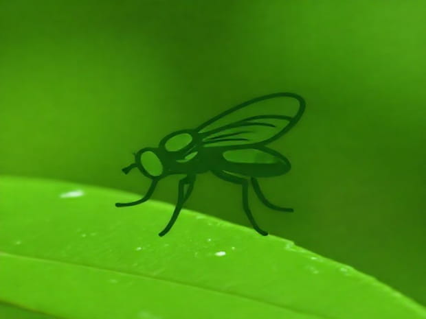 Does Soapy Water Kill Greenfly