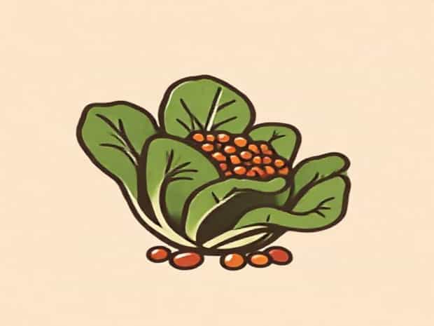 Escarole And Beans Lidia