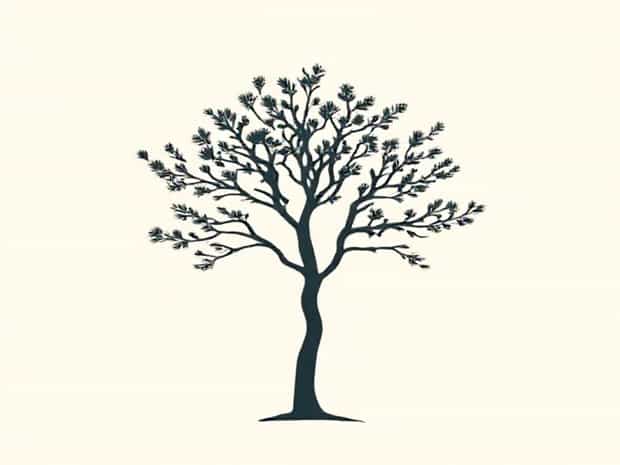 Full Grown Chaste Tree