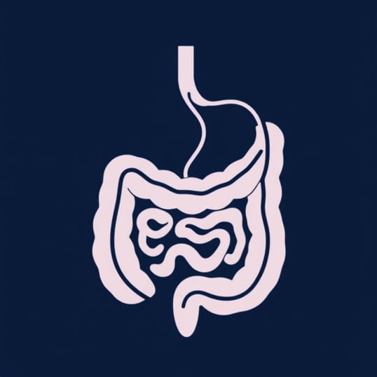 Function Of Lacteal In Small Intestine
