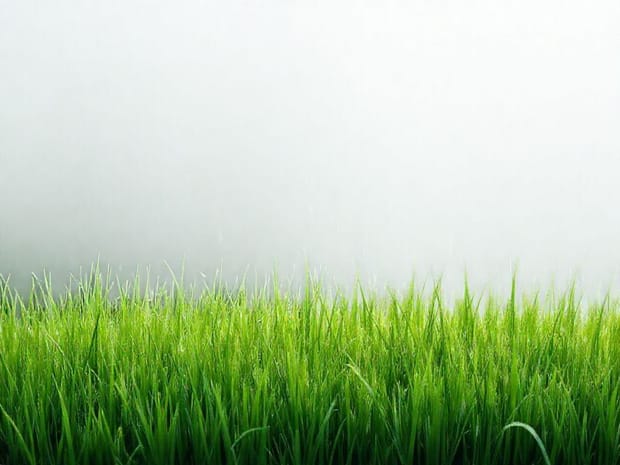 How To Mow Wet Grass