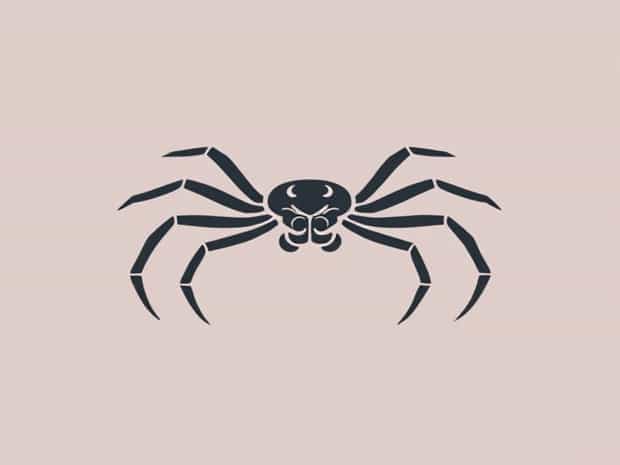 Jumping Spider Abdomen Size