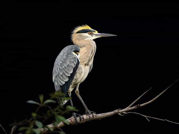 Juvenile Yellow Crowned Night Heron