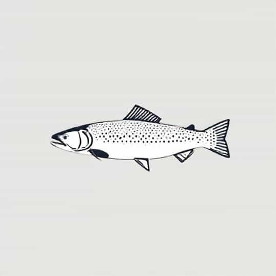 Leader And Tippet For Trout