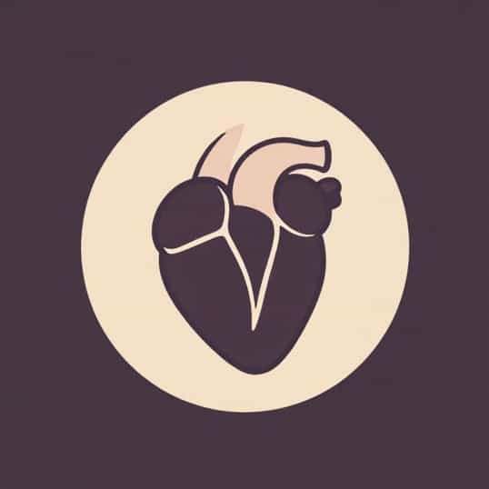 Leaflet Of The Mitral Bicuspid Valve