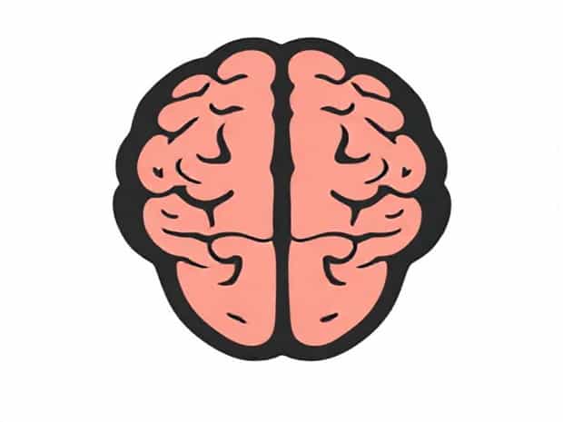 Male Frontal Lobe Development