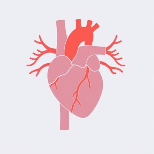 Diagram Of Coronary Arteries