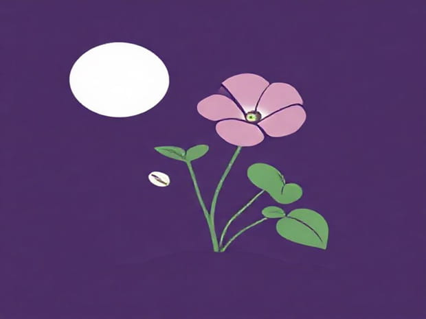 How To Plant Morning Glory