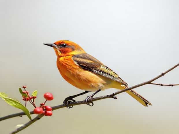 Immature Male Summer Tanager