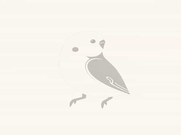 Is A Budgie A Pet