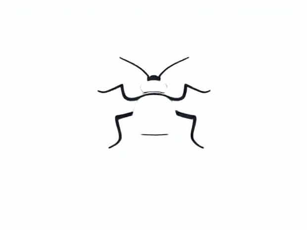 Is A Louse An Insect