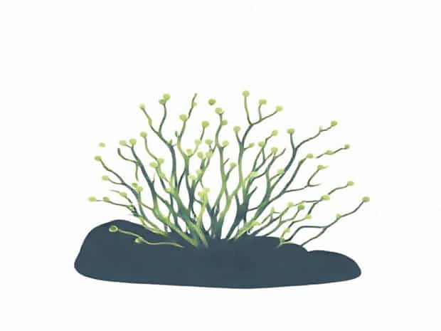 Is Ulothrix Filamentous Algae