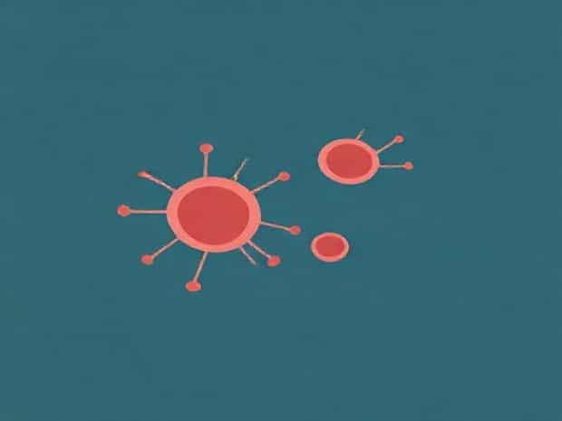 Lymphocytes Innate Or Adaptive