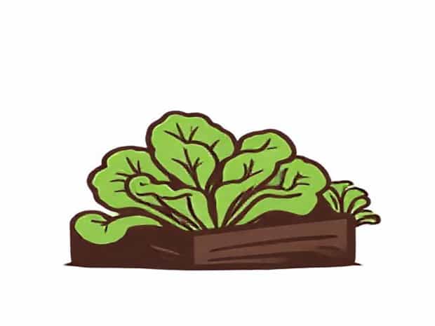 How To Harvest Lettuce