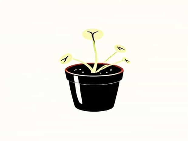 How To Repot A Venus Flytrap