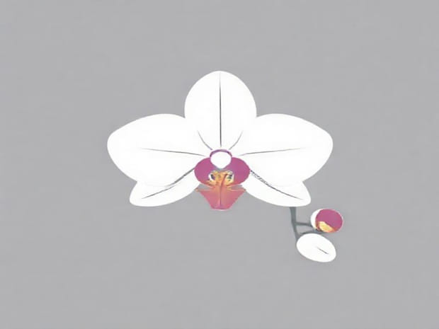 How To Take Care Of An Orchid