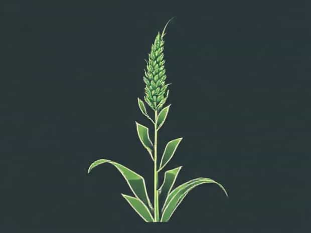 How To Trim A Cornstalk Dracaena