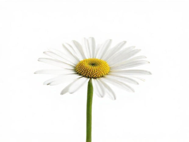 How Wide Are The Flowers Of A Transvaal Daisy Responses