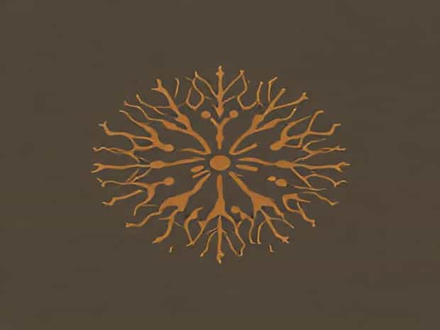 Is Brown Algae A Diatom