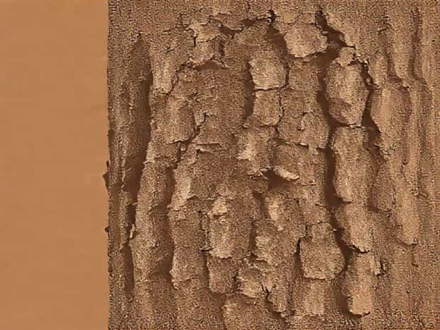 Kentucky Coffee Tree Bark