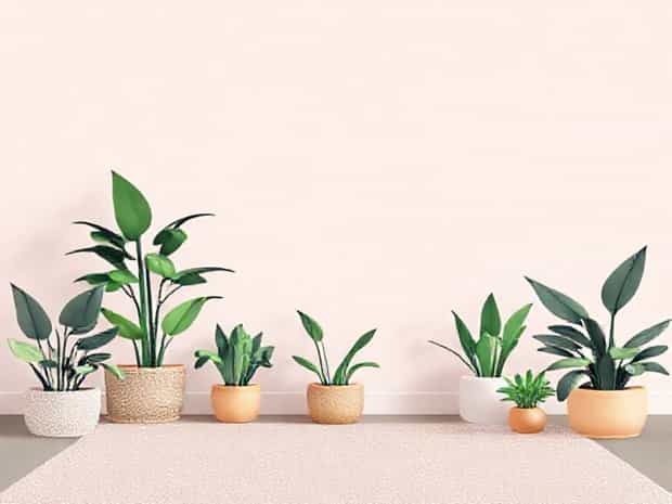 Low Tech Carpeting Plants