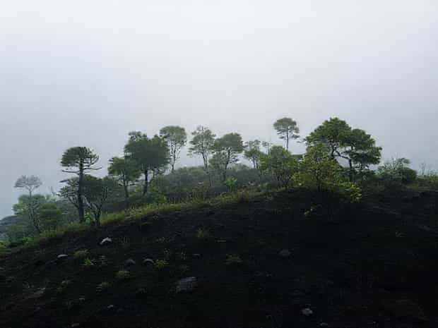Entities That Sequester Most Carbon From The Atmosphere Are