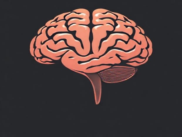 Explain The Functions Of The Cerebellum