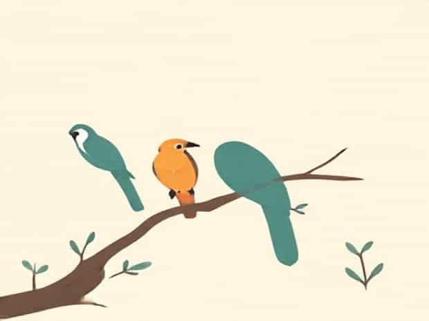 Flat Pack Bird Aviary