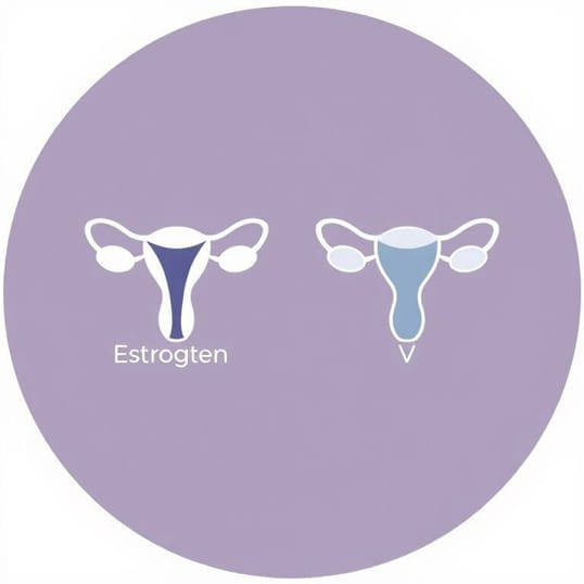 Function Of Estrogen And Progesterone