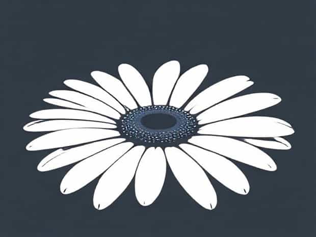 Gerbera Transvaal Daisy Facts