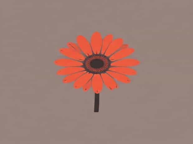 Gerbera Transvaal Daisy Origin