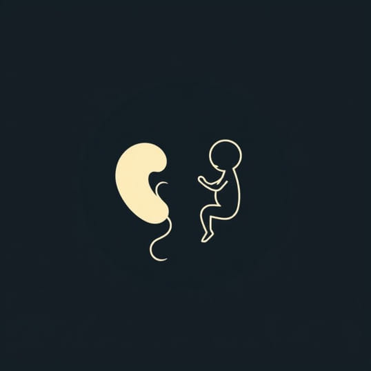 Give Difference Between Zygote And Foetus