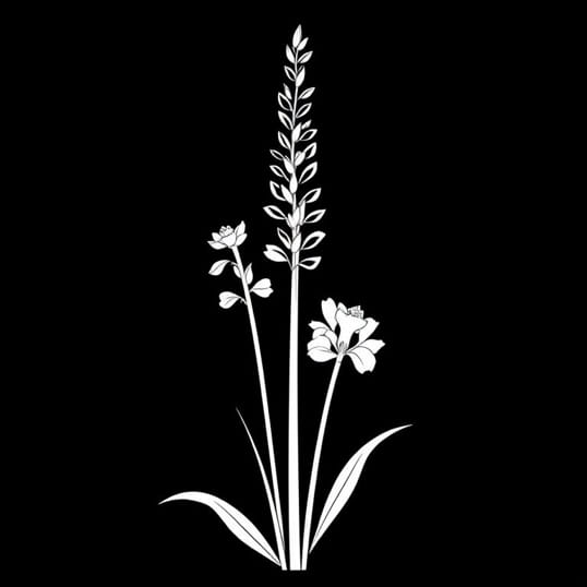 Gladiolus X Hortulanus Cv Gladiolus