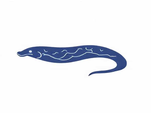 How Is An Electric Eel Electric