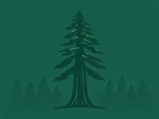 Is A Sequoia A Redwood