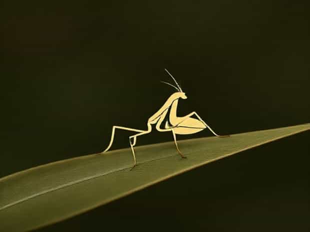 Malaysian Dead Leaf Mantis