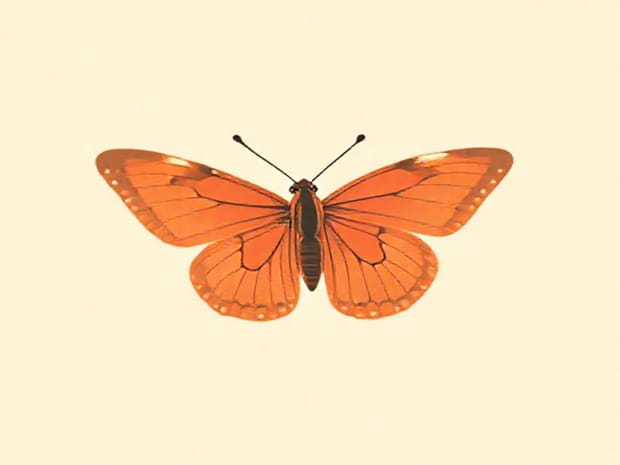 Coral Island Crowned Hairstreak Butterfly