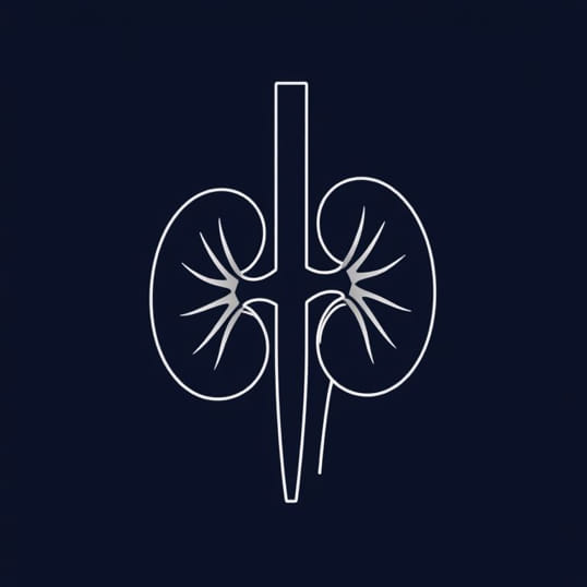 Describe The Macroscopic Structure Of The Kidney