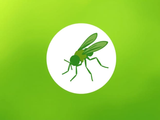Do Wasps Eat Greenfly