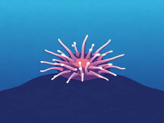 Echinoderm Facts For Kids