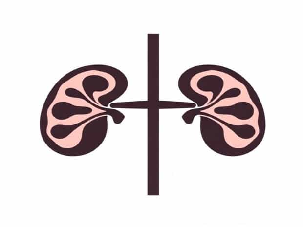Explain The Tripartite Concept Of Kidney
