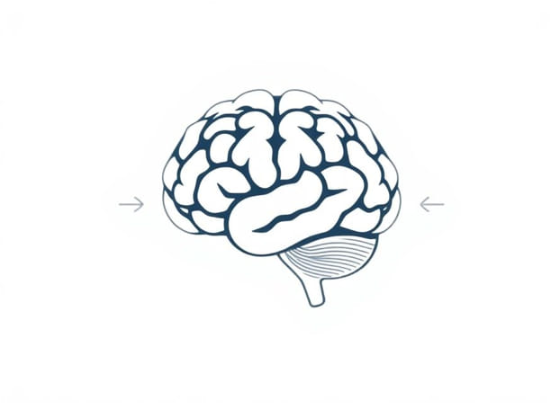 Functions Of Meninges Of Brain