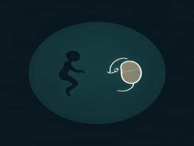 Gamete Vs Zygote Vs Embryo