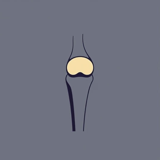 How Many Menisci Are There In Each Knee