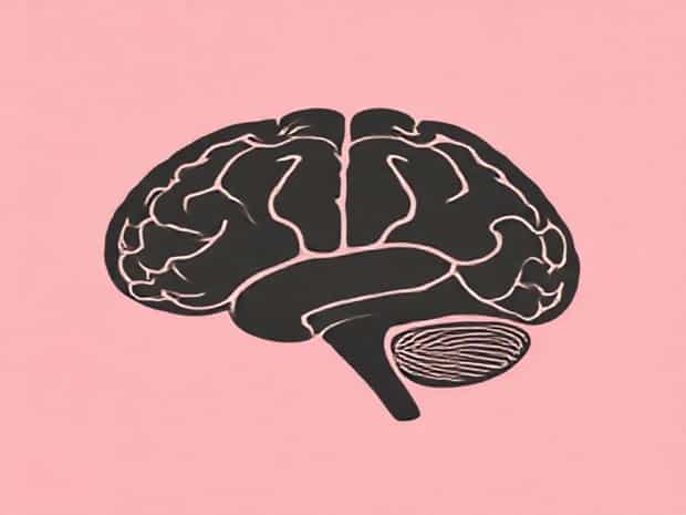 Intermediate Zone Of The Cerebellar Hemisphere
