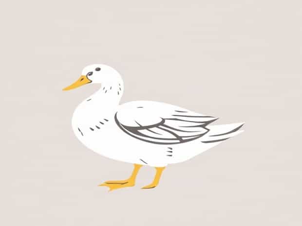 Is Peking Duck A Breed